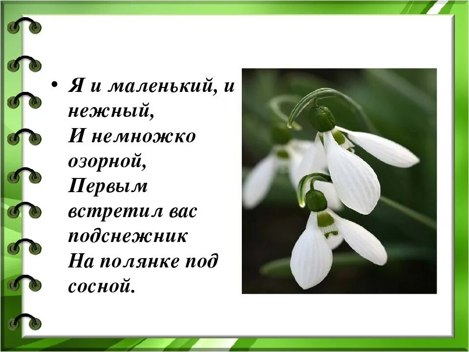 Стихотворение про подснежник для детей. Стих про Подснежник для детей. Стих про Подснежник короткий. Стих про весну и подснежники короткий.