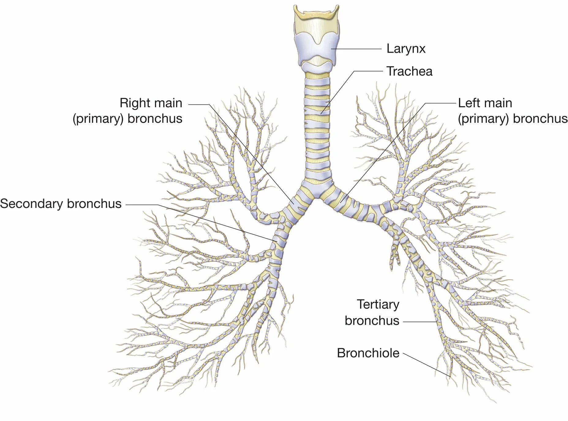 Бронхит латынь. Бронхиолы и бронхиальное дерево. Бронхи строение бронхиальное дерево. Трахея и бронхиальное дерево анатомия. Строение бронхиального дерева анатомия.