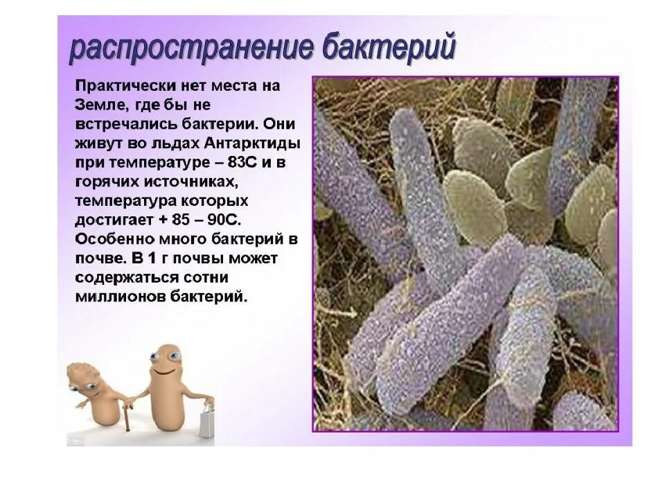 Бактерии сообщение кратко. Распространение бактерий 5 класс биология. Распространение бактерий в природе. Интересные факты о микроорганизмах. Распространение бактерий и грибов.