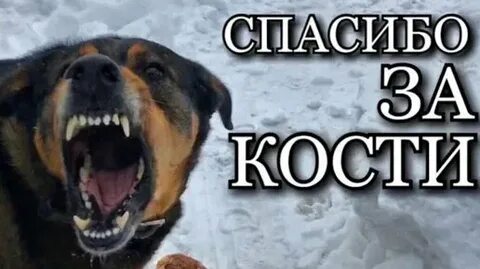 Собака костя