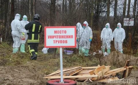 Чума мероприятия