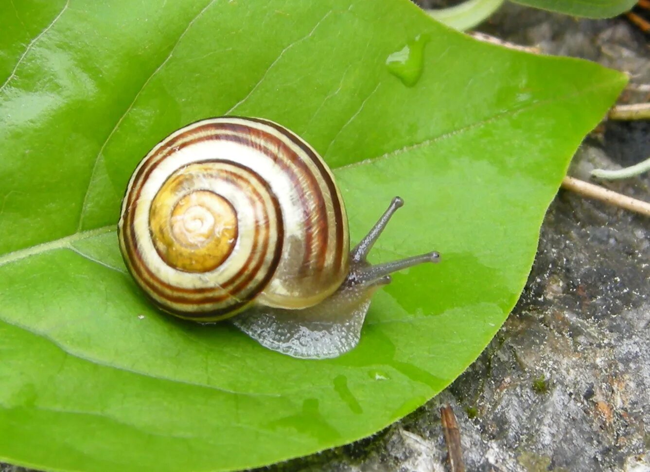 Лесная улитка (cepaea nemoralis). Cepaea hortensis. Улитка садовая цепея. Улитка водорослеед альбинос. Цепея неморалис.