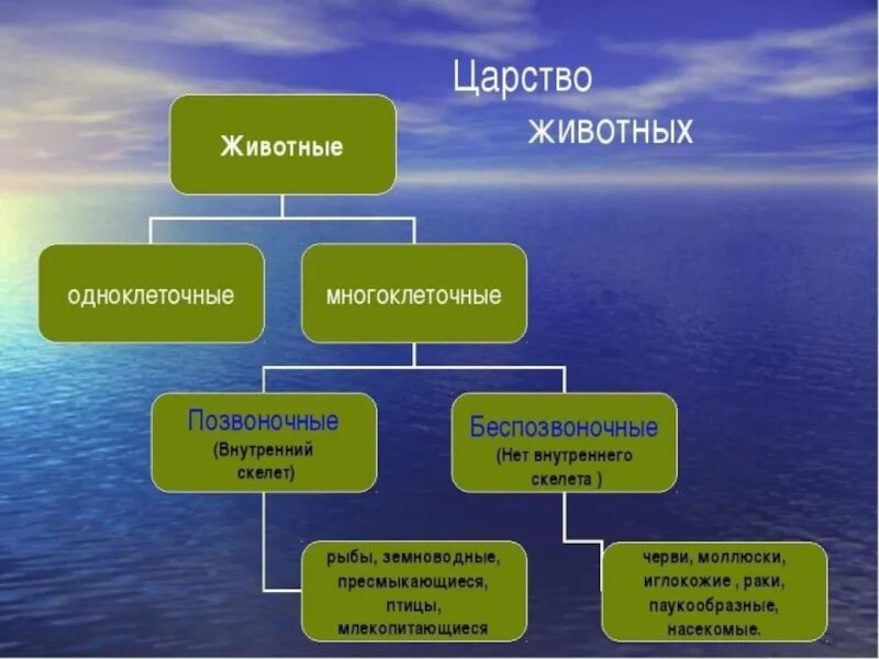 Биология характеристика класса животных. В царстве животных. Царства живого. Представители царства животные. Царство животных 5 класс.