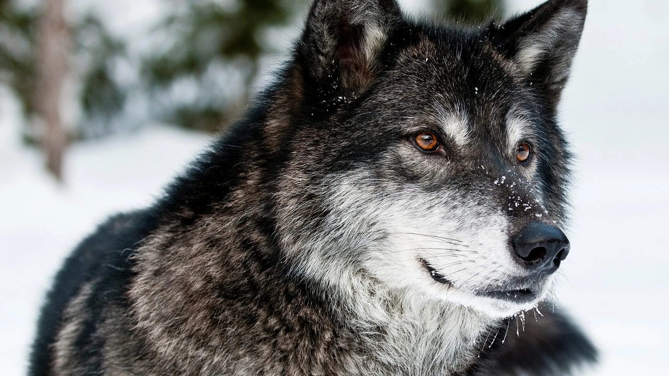 Grey wolf. Grey wolf