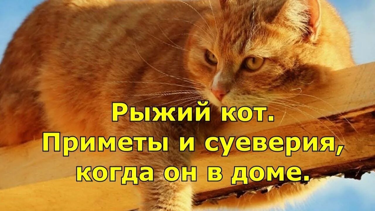 Рыжий кот пришел в дом примета. Рыжий кот в доме приметы и суеверия. рыжий кот приметы. рыжий кот суеверия. рыжий кот в доме приметы и поверья.