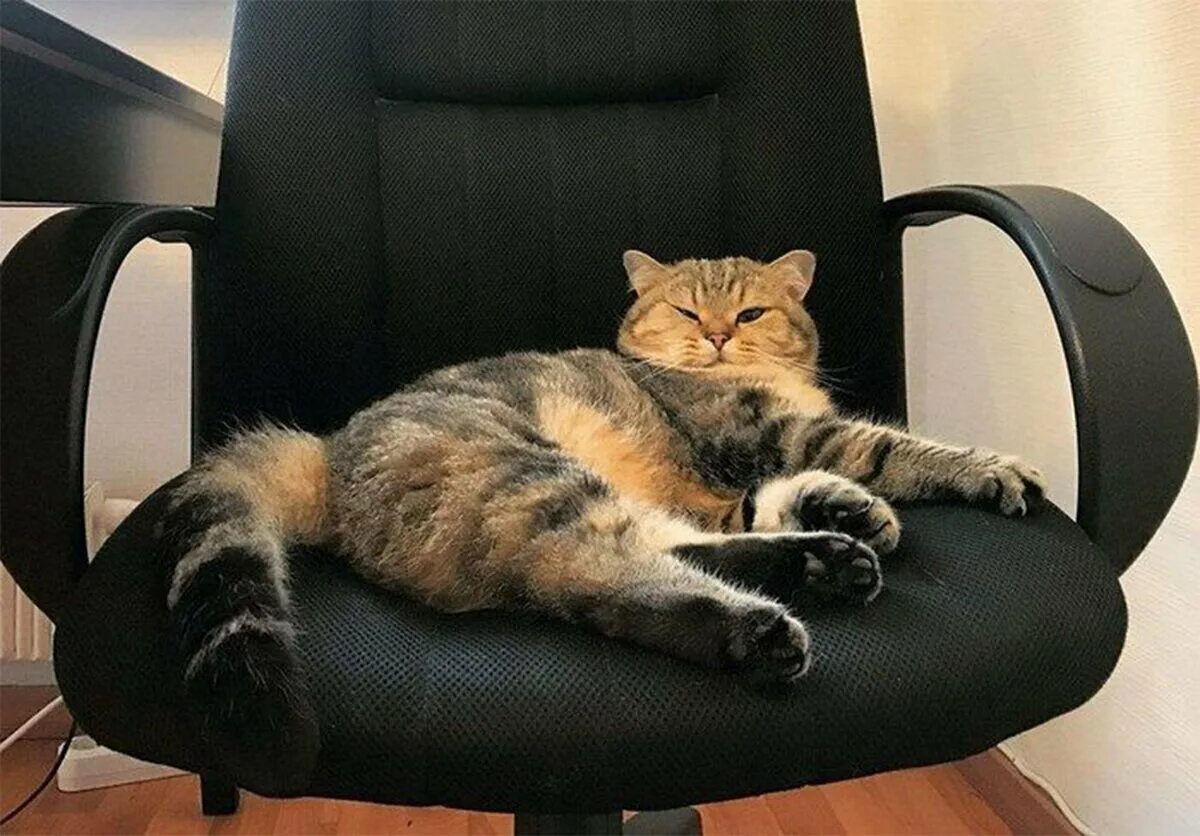 Кошка работает