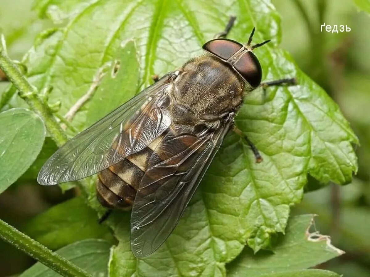 Слепень tabanus. Русский овод. Овод насекомое. Паут овод слепень. Муха овод.