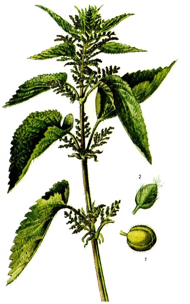 Крапива жгучая и двудомная. Крапива (urtica dioica). ). Крапива двудомная. Крапива двудомная плод.