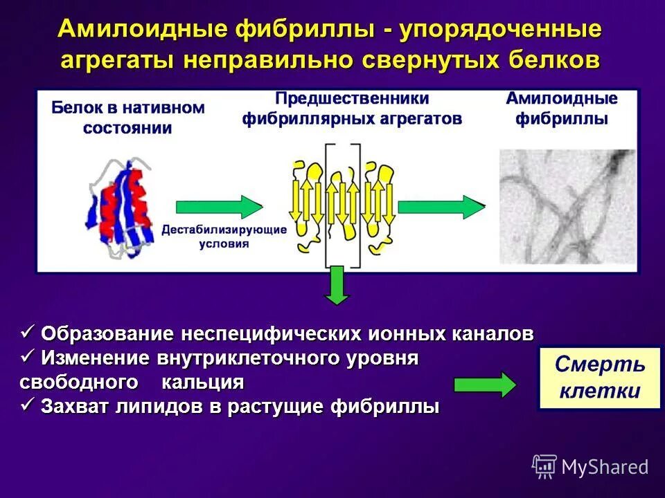 фибриллы. фибриллы это. фибриллы днк. фибрилла. строение днк фибриллы.
