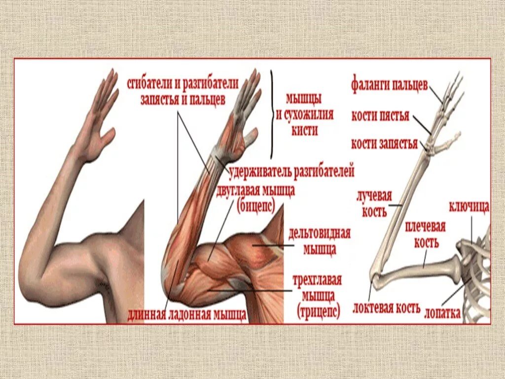 Части руки человека. Строение руки. Строение руки человека. Строение руки человека анатомия. Рука анатомия строение.