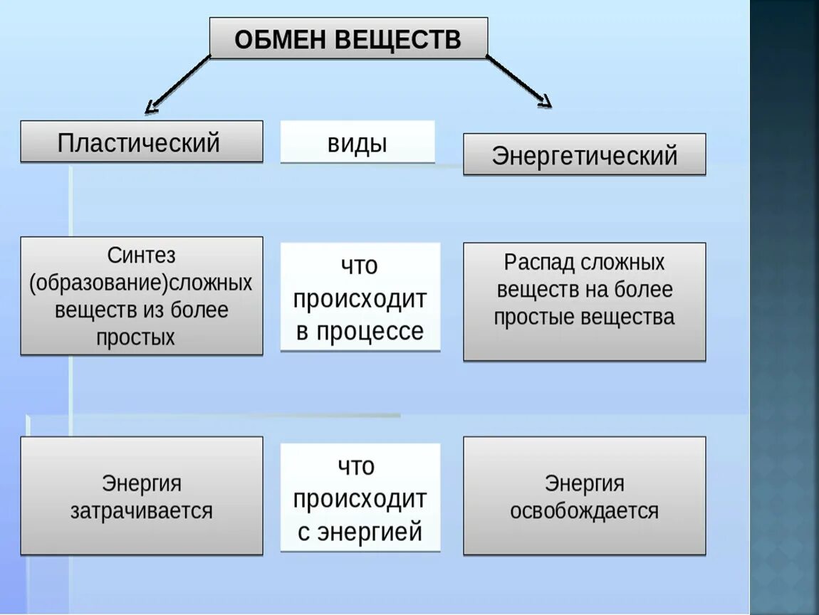 Биология 8 класс урок 7. Обмен веществ в организме человека таблица. Типы обмена веществ 8 класс биология. Виды метаболизма. Виды обменных процессов в организме.