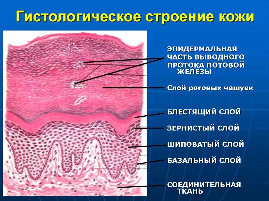 Слои эпидермиса кожи гистология. Строение кожи пальца гистология. Эпидермис тонкой кожи гистология. Послойное строение кожи гистология. Слизистые покровы или гладкая поверхность мелкие