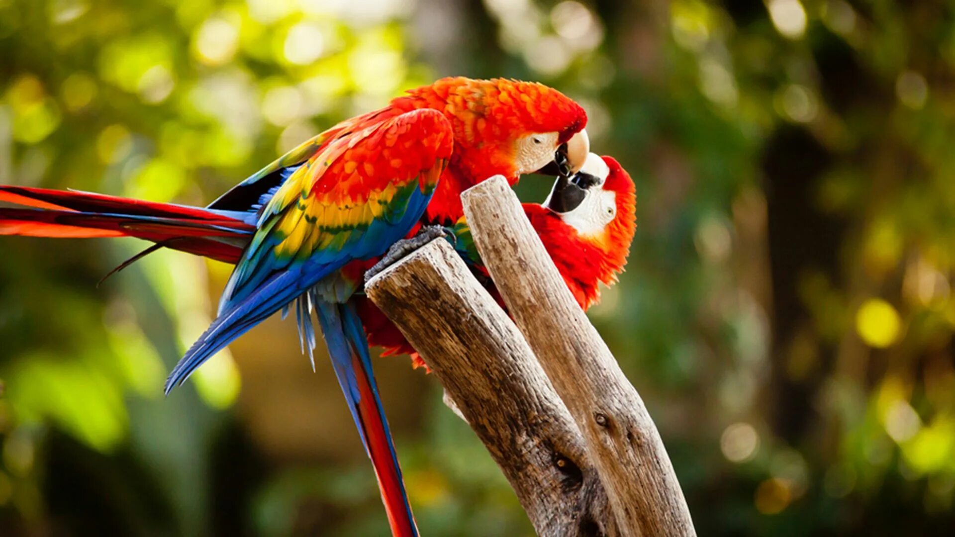 Редкие яркие птицы валпапер. Loving Birds. Любовь птиц фото. Love Birds Ancient.