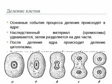 Деление клетки 8 класс биология кратко