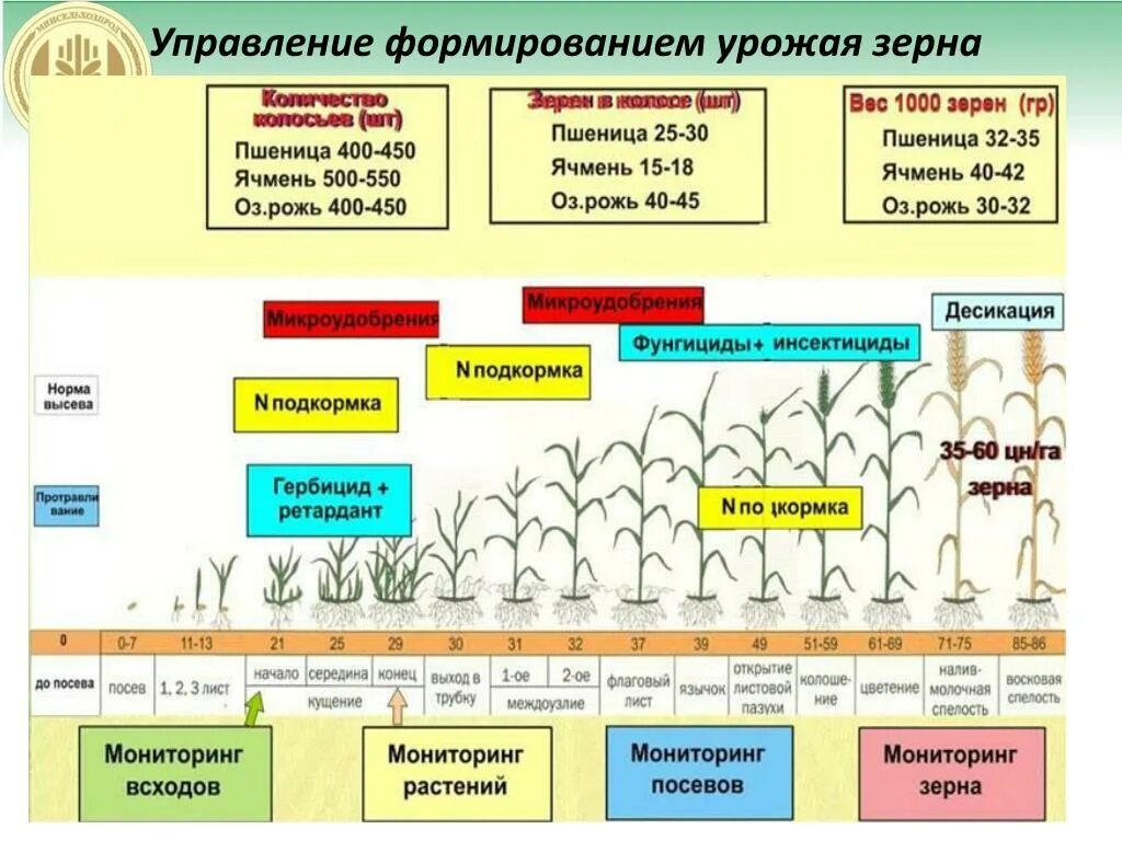 Фазы и стадии развития Яровой пшеницы. Период вегетации озимой пшеницы. Фазы развития озимой пшеницы. Фазы вегетации зерновых культур.