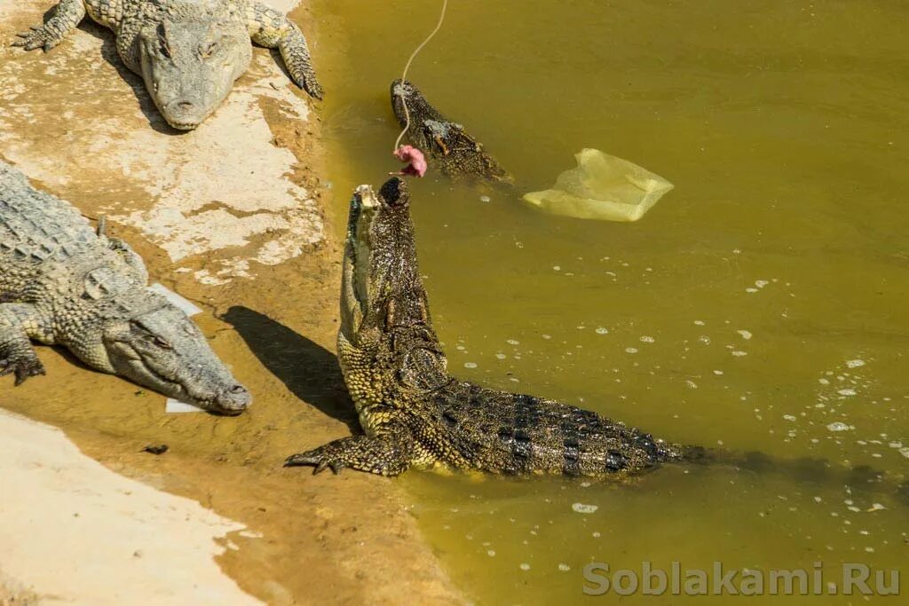 Ловля крокодилов. Крокодилы у водопада. 5 Ошибок на ловле крокодил.