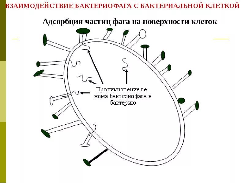 Адсорбция вируса. Типы взаимодействия фага с клеткой. Адсорбция фага на бактериальной клетке. Взаимодействие фага с бактериальной клеткой. Адсорбция бактериофагов на поверхности бактериальной клетки.