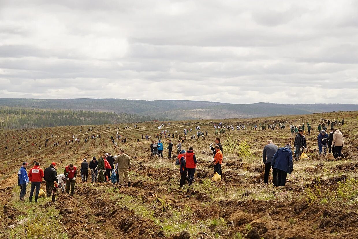 делянка леса. посадка деревьев. вырубка посадок. вырубка посадок. искусственное лесовосстановление.