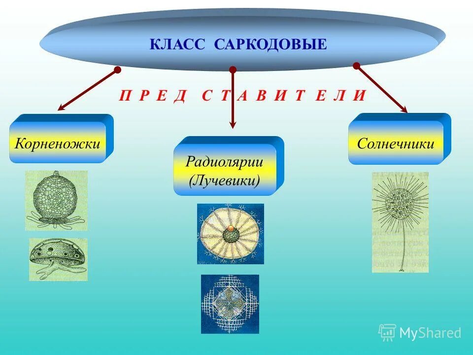 Саркодовые представители. Класс Саркодовые Sarcodina. Саркодовые корненожки лучевики солнечники. Тип Саркодовые ( Sarcodina ). Корненожки радиолярии солнечники.