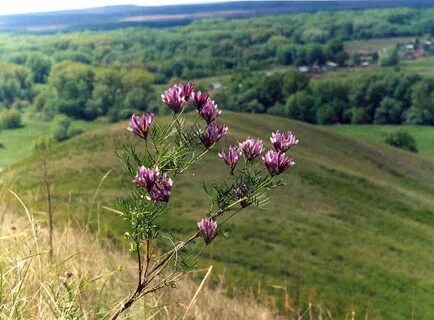 Растения оренбургского края