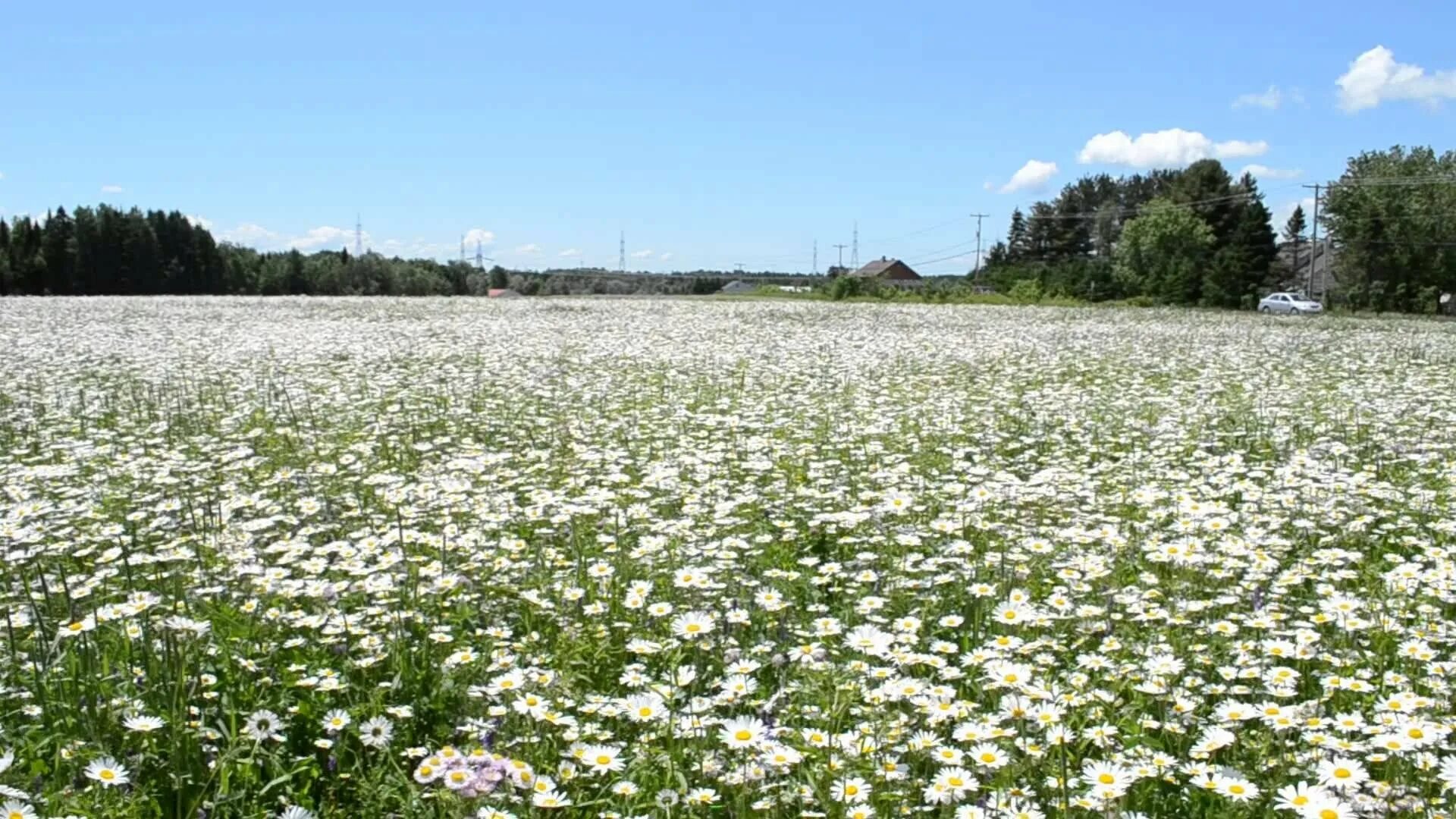 Белые луговые цветы. Поле цветов. Цветы и небо. Цветочная поляна ромашки. Поле цветет белым цветом.