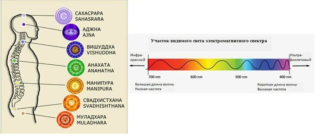Частоты органов человека. Частота вибрации органов человека. Чакры в герцах. Чакры и уровни сознания. Изменение поколений.