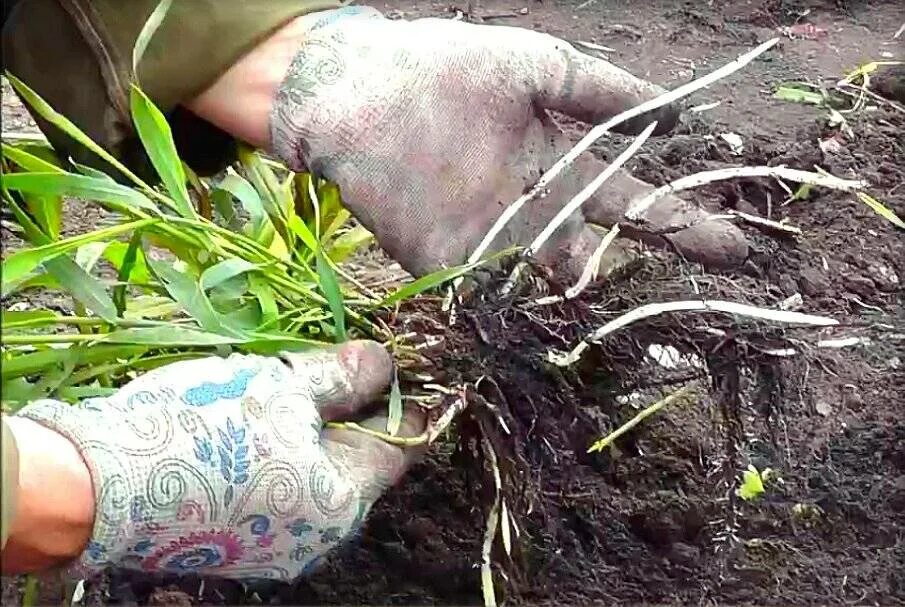 Корневая галловая нематода. Прополка сорных растений. Галловая нематода на огурцах. Заразиха растение паразит. Бороться корень.