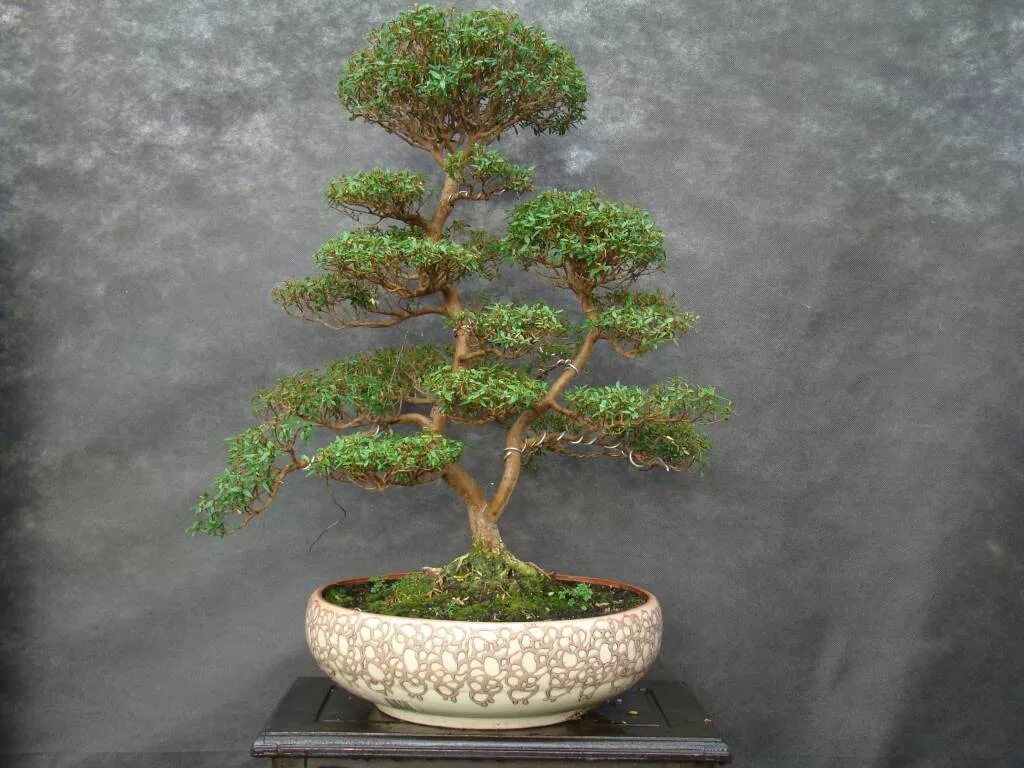Бонсай формировка. Фикус наташа бонсай. Бонсай дерево формировка. Мирт ниваки. Бонсай фикус мелколистный.