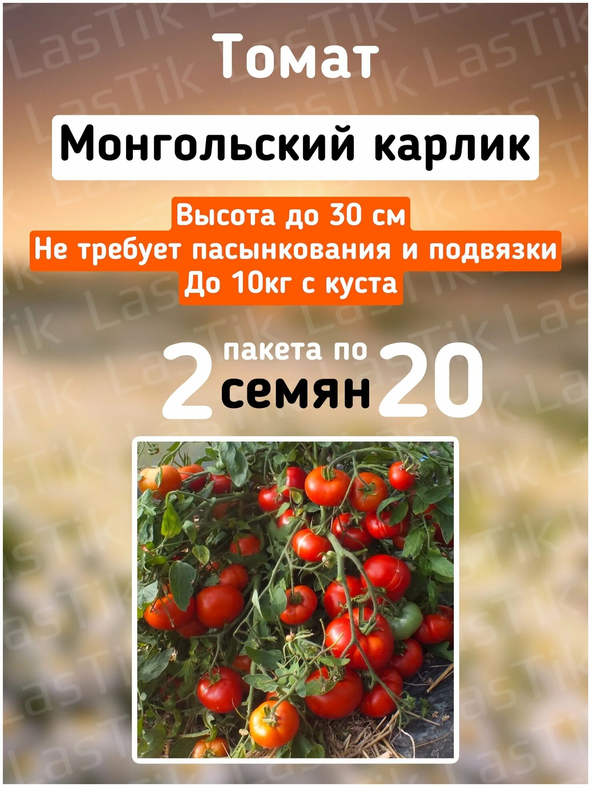 Монгольский карлик помидоры характеристика отзывы. Семена томат монгол карлик. томат карликовый монгол. карлик монгол томат мохнатый. монгольский карлик томат купить семена.