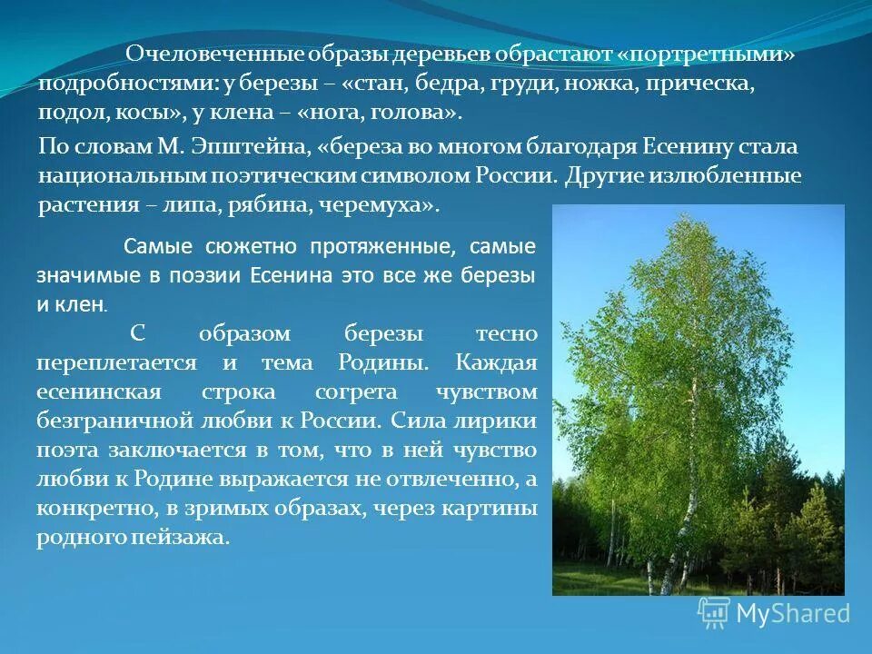 Значение образа дерева. Значение образа дерева