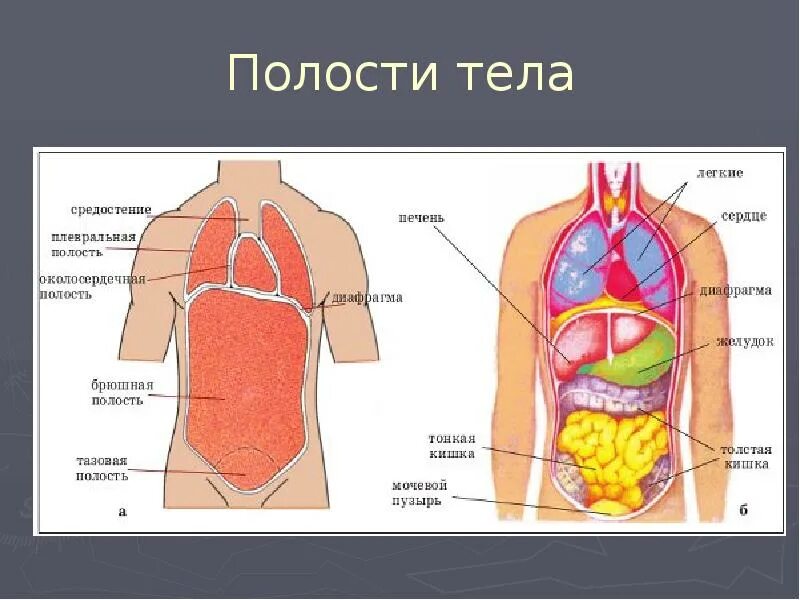 Состав человека органы. Строение органов спереди. Схема строения тела человека с внутренними органами. Внутреннее строение туловища человека. Внутреннее строение человека спереди и сзади.
