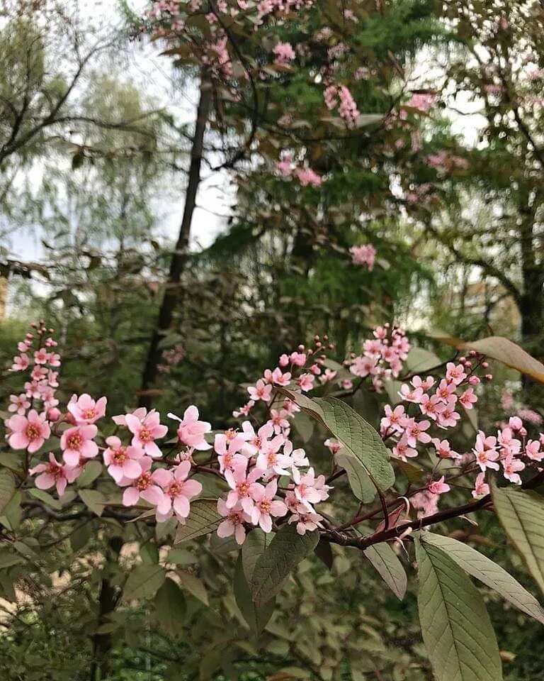 Сакура в аптекарском огороде. Вишня саржента аптекарский огород. вишня саржента сахалинская. аптекарский огород в москве сакура. сакура в аптекарском огороде в москве 2025.
