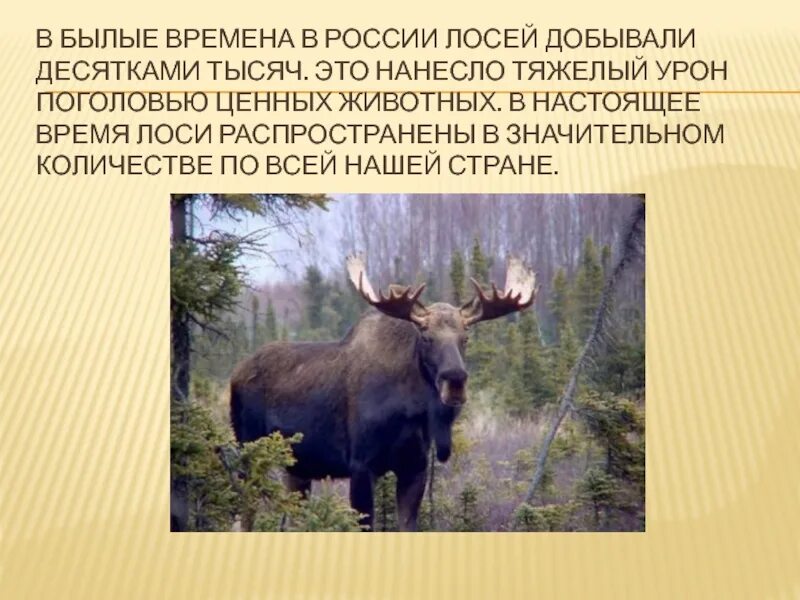 Проект лось. Лось презентация. лось описание. информация о лосе. рассказ про лося.