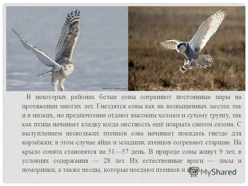 славянский гороскоп по годам. белый филин славянский гороскоп. сообщение о полярной сове. рассказ о полярной сове. характеристика белого филина.
