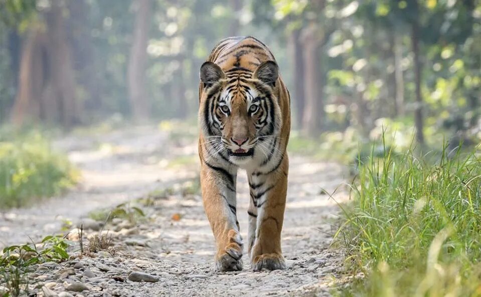 Return of the tiger