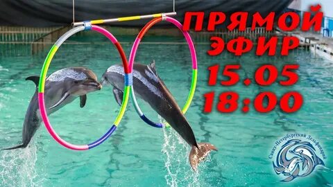 Дельфины в дельфинарии видео