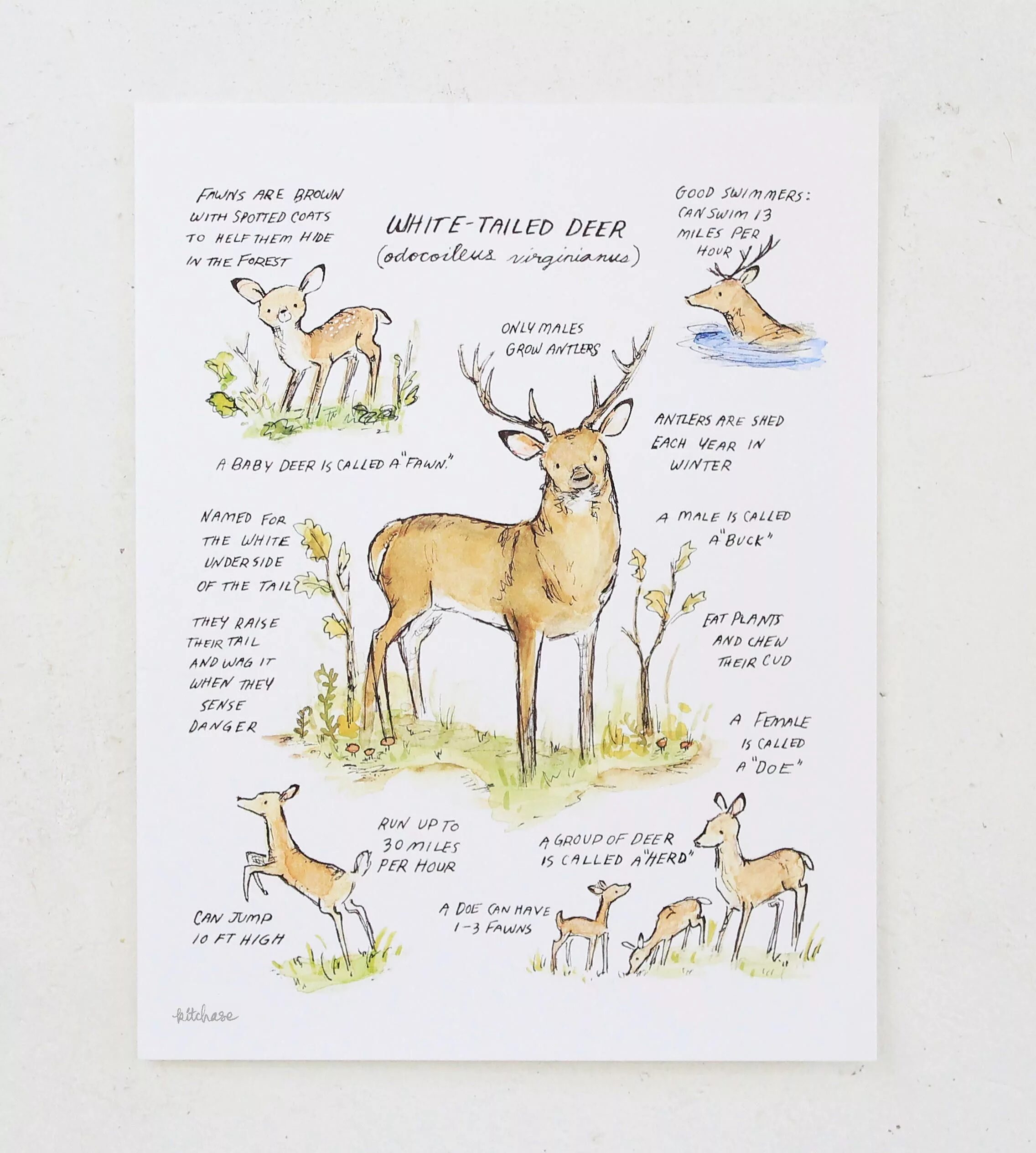 Deer перевод. Woodland Splendor Whitetail Deer. Карликовые олени хвост. Woodland Guide.
