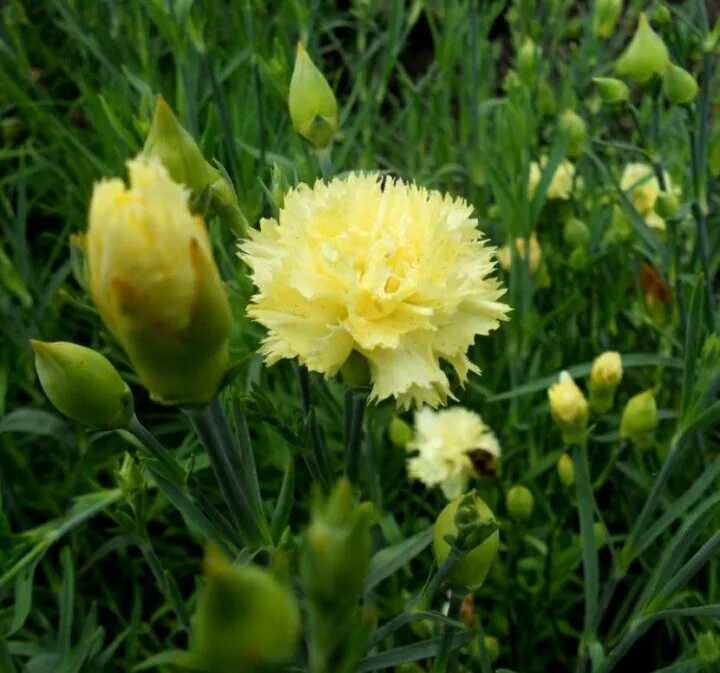 Желтая гвоздика фото Pin by kalieandcompany on My Polyvore Finds Carnation flower meaning, Yellow car