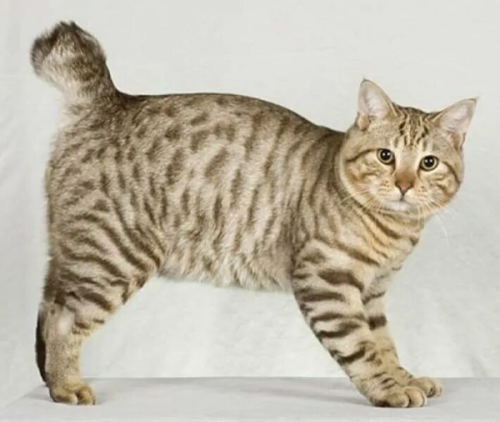 Bob tail