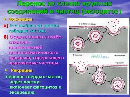Частица клетки