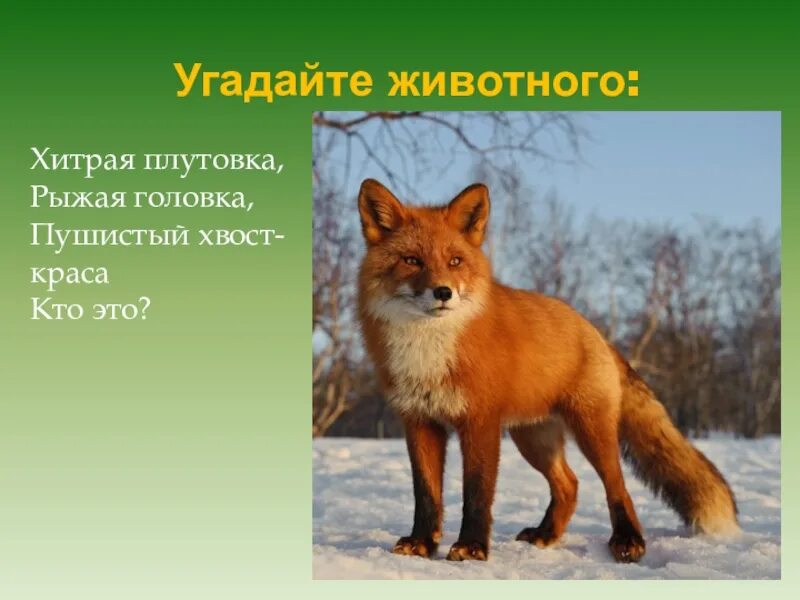 Плутовка проверочное. Хитрая плутовка рыжая головка. лесная плутовка. плутовка это кто. пушистый хвост краса кто это.