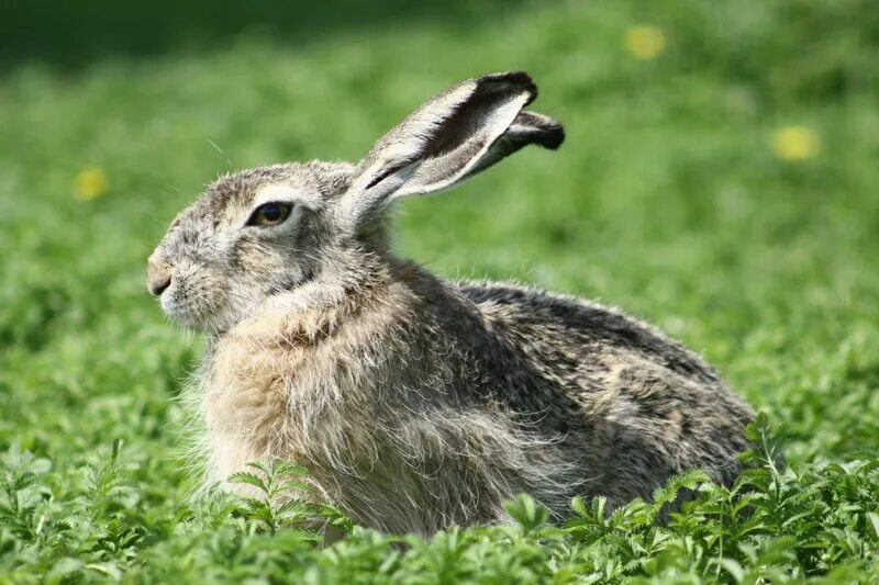 Заяц-Русак. Клетка для зайца русака. Заяц Русак картинка. Заяц Русак 56-57 сантиметров. Тело зайца русака