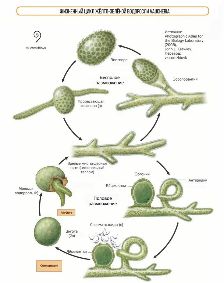 Жизненный цикл вошерии схема. Вошерия водоросль жизненный цикл. Вошерия водоросль строение. Жизненный цикл зеленых водорослей схема.