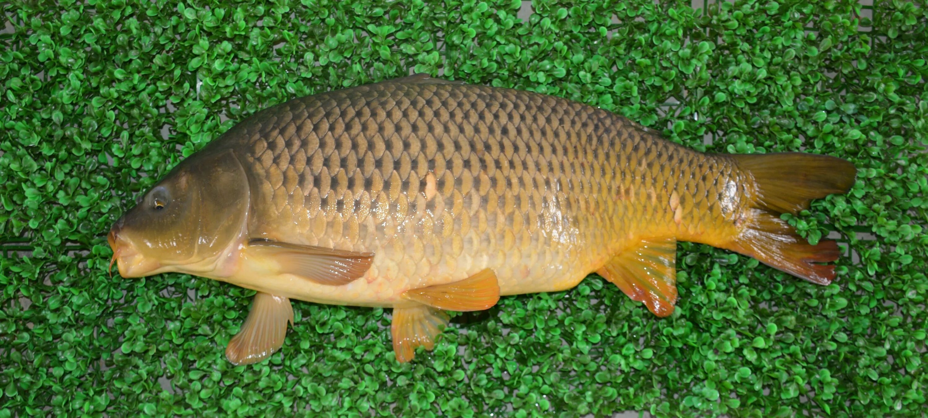 Сарбоянский Карп. Карп (Cyprinus Carpio). Ропшинский Карп. Рыба карась сазан Карп. Сазан виды рыбы