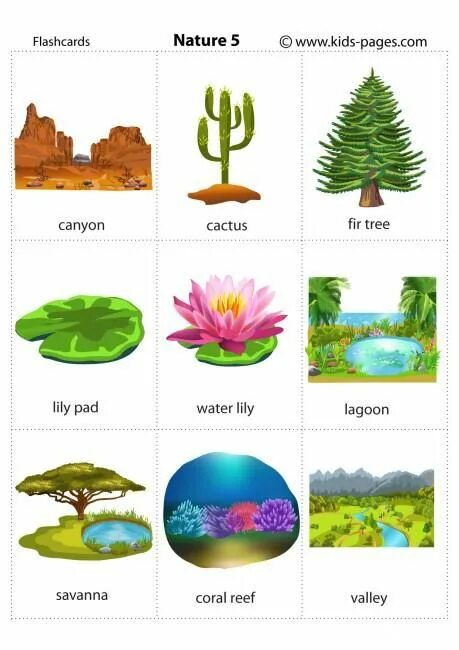 Tree words. Карточки “nature”.. Природа на английском для детей. Nature Flashcards for Kids. Названия деревьев на английском Flashcards.