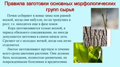 Виды заготовок растений