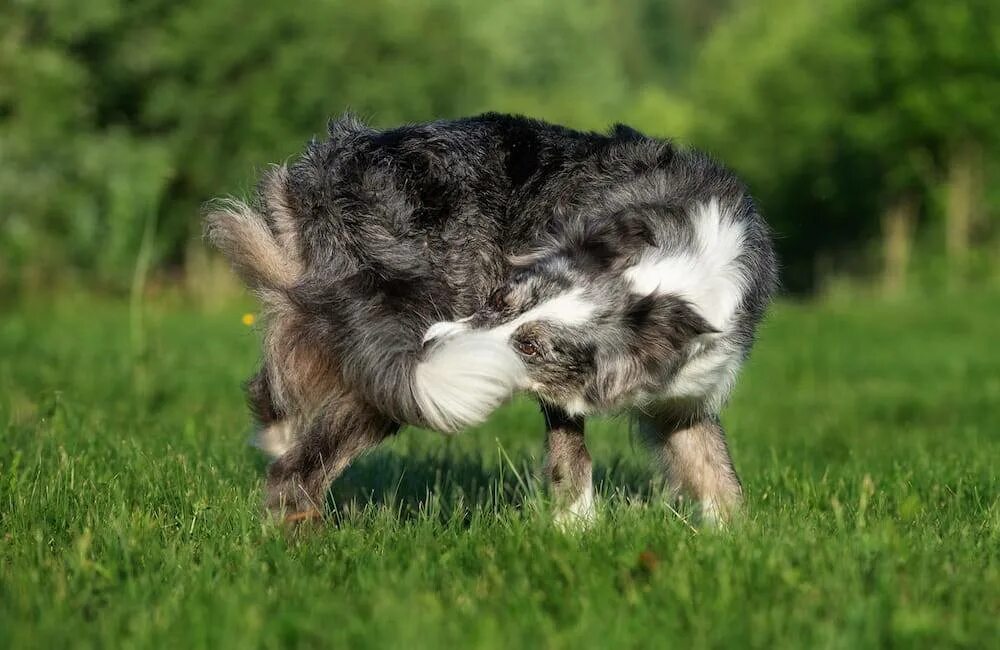 Гоняешься. Собака гонится. Чумной доктор мем. Человек убегает. Чумные доктора мемы.