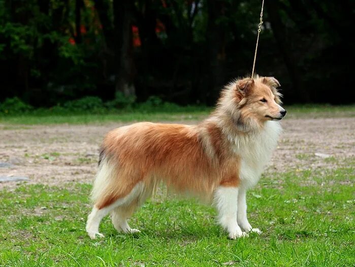 сиверская питомник шелти. питомник собак породы шелти. графское поместье шелти. графского поместья шелти. шелти из графского поместья.