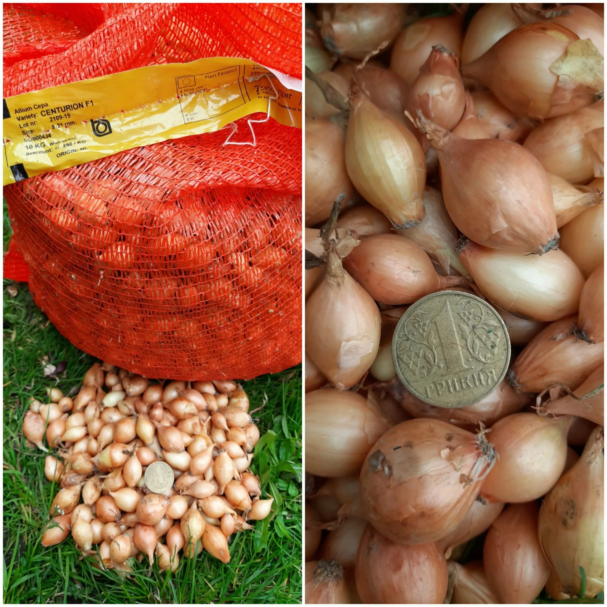 лук центурион отзывы. лук шалот центурион. лук севок сорт стурон. центурион лук семена. лук центурион.