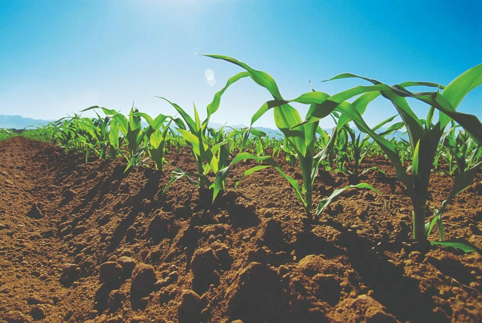 Окучивание кукурузы. Почвы и урожай. Сельскохозяйственные растения. Почва в сельском хозяйстве. Удобрение для урожайности